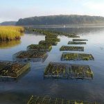 South Carolina Shellfish: Farming Oysters to Meet Southern Demands
