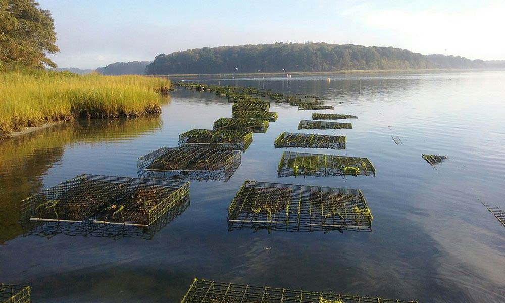 South Carolina Oyster Farm