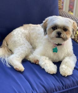 Sully the Shih-Tzu