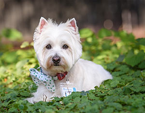 Jeanne Taylor Photography voted Best Pet Photographer in 2022 Best of Mount Pleasant