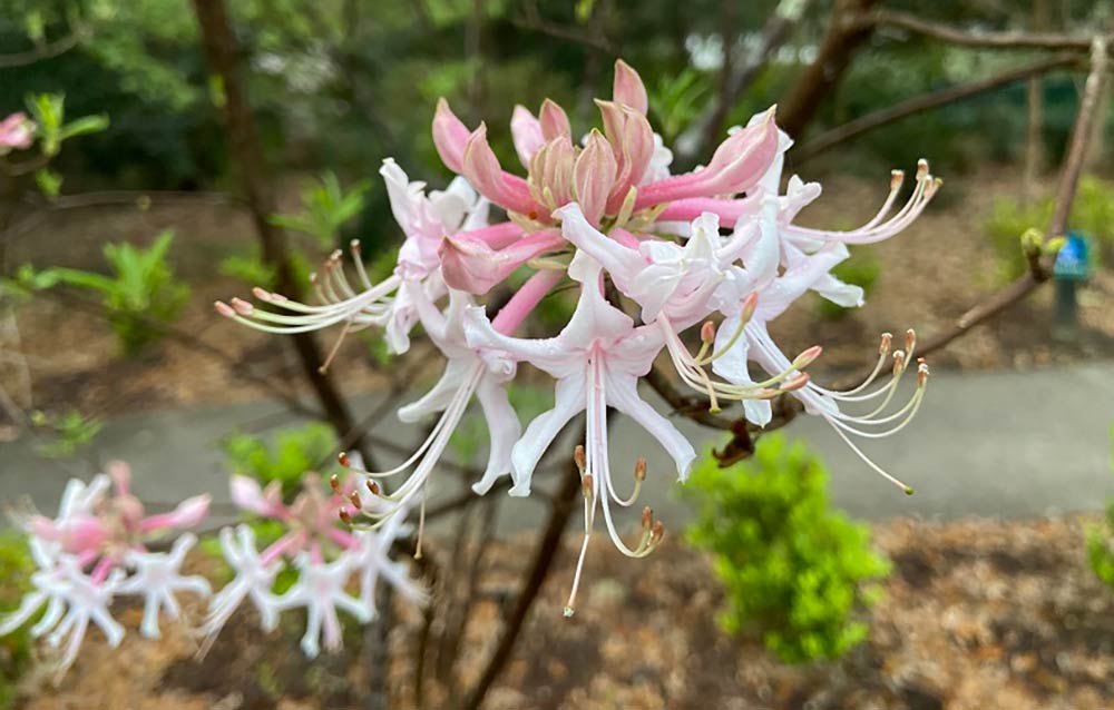 Rhododendron canescens flower. Article photo for Tips to Get Your Garden Growing.