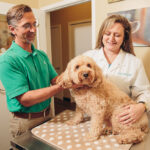 Dr. David Steele, who runs the office with his wife Leslie Steele at Advanced Animal Care in Mount Pleasant, SC examine a canine patient