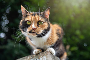 2023 Best of Mount Pleasant. Stock photo of an adorable cat outdoors. The Charleston Cat Groomer (best cat groomer)