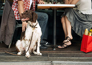 2023 Best of Mount Pleasant. Stock photo of a dog at a pet-friendly restaurant. Red’s Ice House (best pet-friendly restaurant)