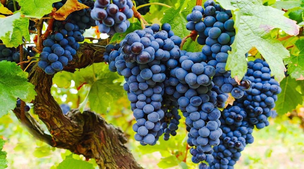 Wine grapes on the vine.