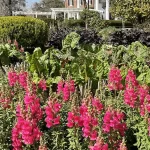 Snapdragons in bloom at Boone Hall. Photo provided by Boone Hall.