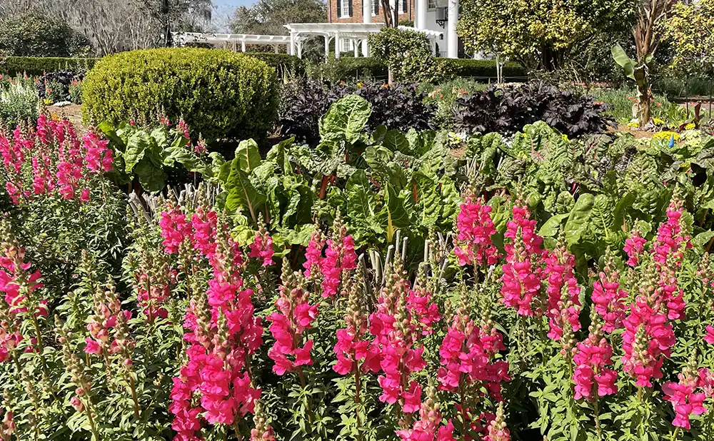 Snapdragons in bloom at Boone Hall. Photo provided by Boone Hall.