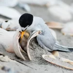 A Least Tern nesting on a Carolina beach
