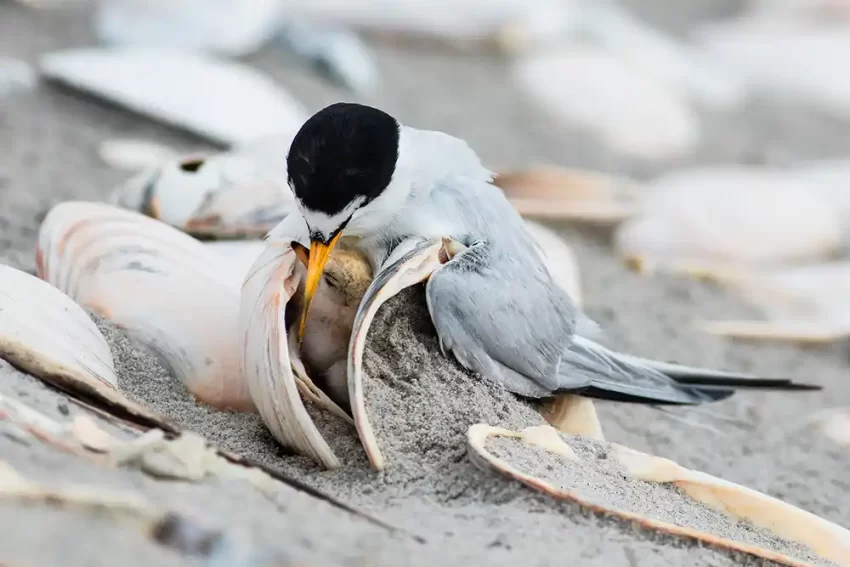A Least Tern nesting on a Carolina beach