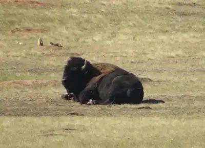 A buffalo in the grass.