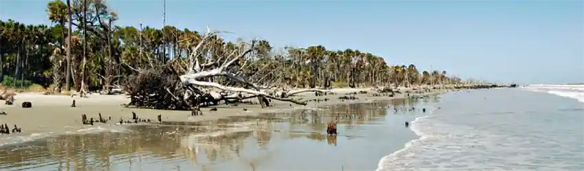 Capers Island in Awendaw, SC located between Dewees Island and the Cape Romain National Wildlife Refuge.