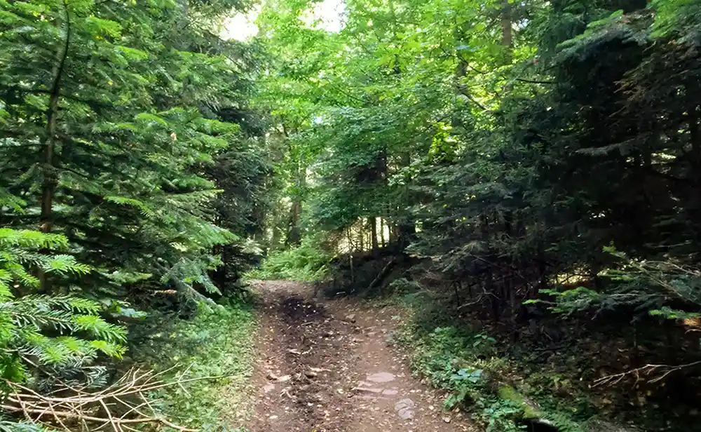 The Great Outdoors! Photo of a well worn trail cutting through the forest.