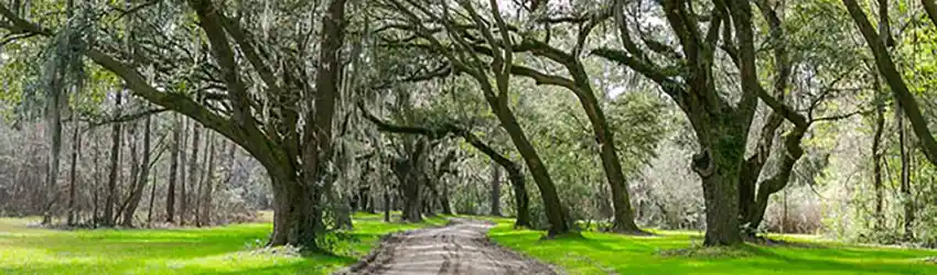 Photo of the Santee Coastal Reserve in McClellanville, SC managed by the South Carolina Department of Natural Resources (SCDNR).