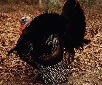 An Eastern Wild Turkey