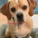 A dog sitting on a pillow.