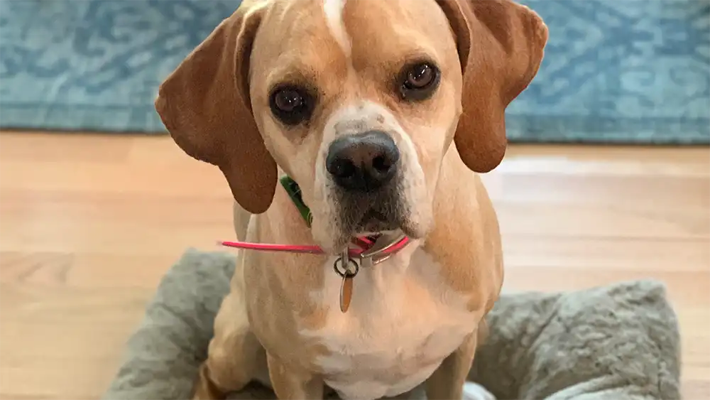 A dog sitting on a pillow.