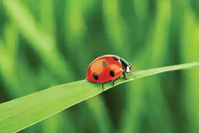 A ladybug on a blade of grass. Enjoy during Annual Ladybug Day!