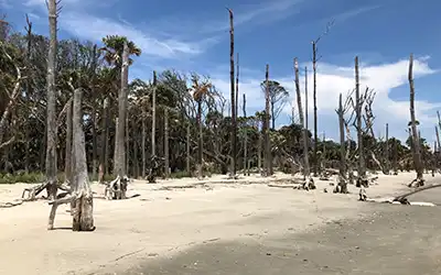 Capers Island, SC photo: Continuing erosion encroaches on woodland, leaving dead trees behind.