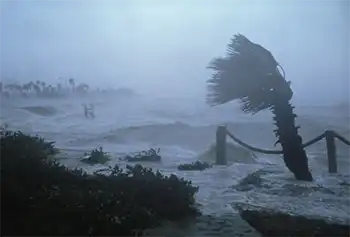 Wind, accompanied by storm surge, whips a tree while Hugo blows inland