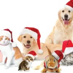 Christmas pet adoption photograph.