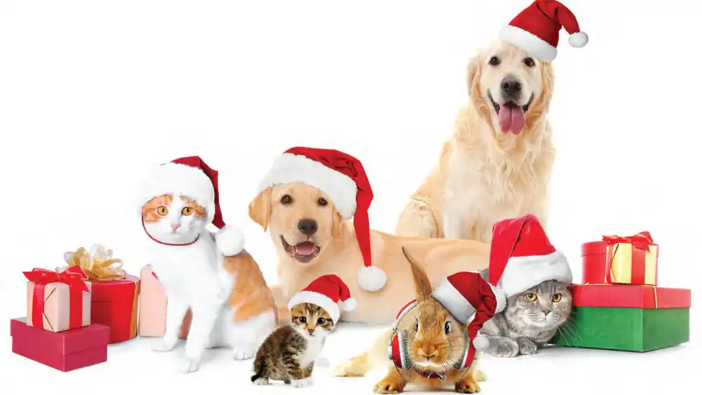 Christmas pet adoption photograph.