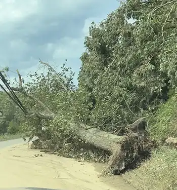 An uprooted tree in north Asheville. Photo by Haley Stewart.