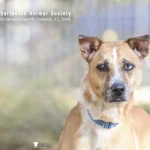 Charleston Animal Society's rescue Pet of the Month: Caramel, a gentle cattledog blend. Photo by Jeanne Taylor Photography.