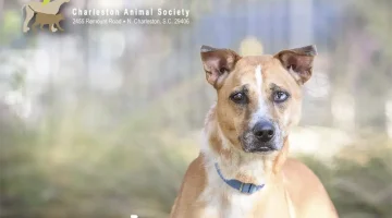 Charleston Animal Society's rescue Pet of the Month: Caramel, a gentle cattledog blend. Photo by Jeanne Taylor Photography.