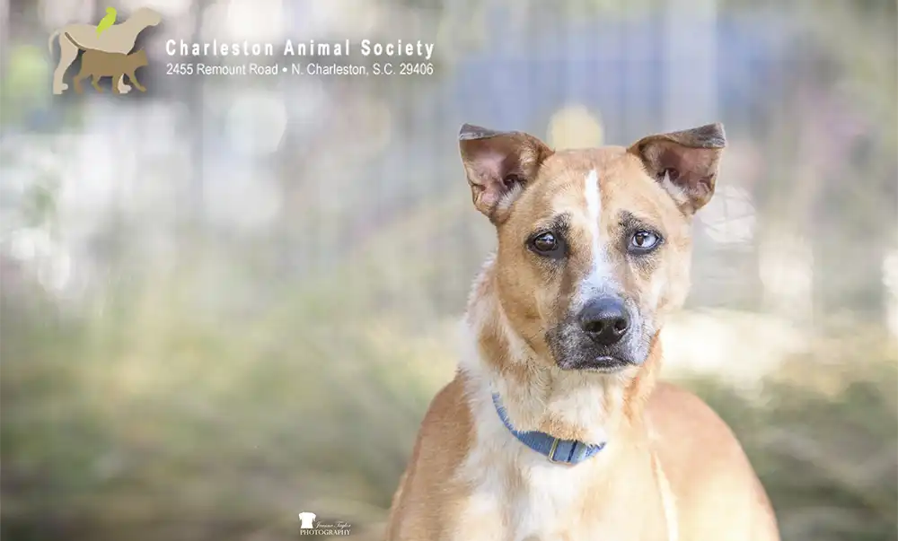 Charleston Animal Society's rescue Pet of the Month: Caramel, a gentle cattledog blend. Photo by Jeanne Taylor Photography.