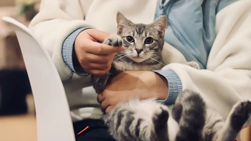 A cute cat with its owner.