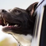 A dog sticking it's head out of an automobile window enjoying the rushing air.