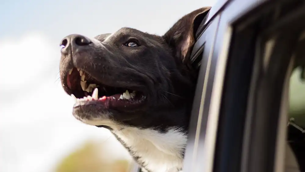 A dog sticking it's head out of an automobile window enjoying the rushing air.