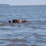 The top of the Harvest Moon's smokestack is still visible in Winyah Bay at low tide.