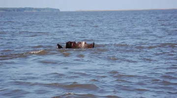 The top of the Harvest Moon's smokestack is still visible in Winyah Bay at low tide.