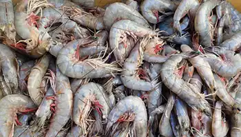 Locally caught seafood (shrimp)