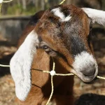 A goat at Bedaw Farms in Awendaw, SC.