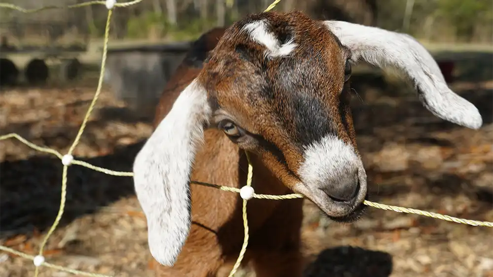 A goat at Bedaw Farms in Awendaw, SC.