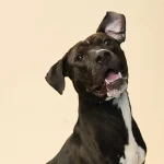Bruce: awesome dog just waiting to be adopted at Pet helpers.