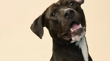 Bruce: awesome dog just waiting to be adopted at Pet helpers.