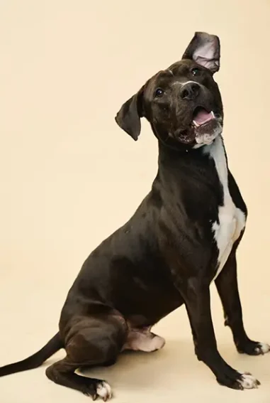 MEET BRUCE: Come see him in person at Pet Helpers, located at 1447 Folly Road, Charleston. The shelter is open daily from noon–5 p.m., no appointment needed.