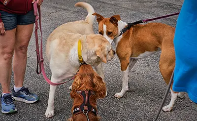 Dogs and their owners get to know one another