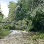 Downed trees in NC after Hurricane Helene.