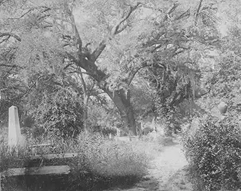 Creepy East cooper photo #2