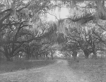 Creepy East cooper photo #3