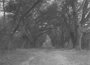 Creepy East cooper photo #4