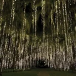 Coastal Traditions Photo