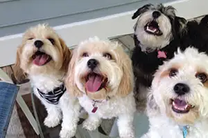 The 2026 Best Pet Sitter/Walker went to Milo Country Pet Care