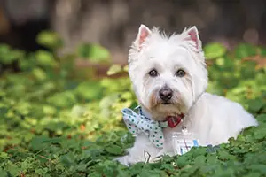 Jeanne Taylor of Jeanne Taylor Photography named 2026 Best Pet Photographer