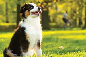 Best of Mount Pleasant: Poseidon K9 captured the title of 2026 Best Locally-owned Dog Training Company