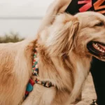 Posiedon K9: 2026 Best Dog Trainer and Best Locally-owned Dog Training Company.